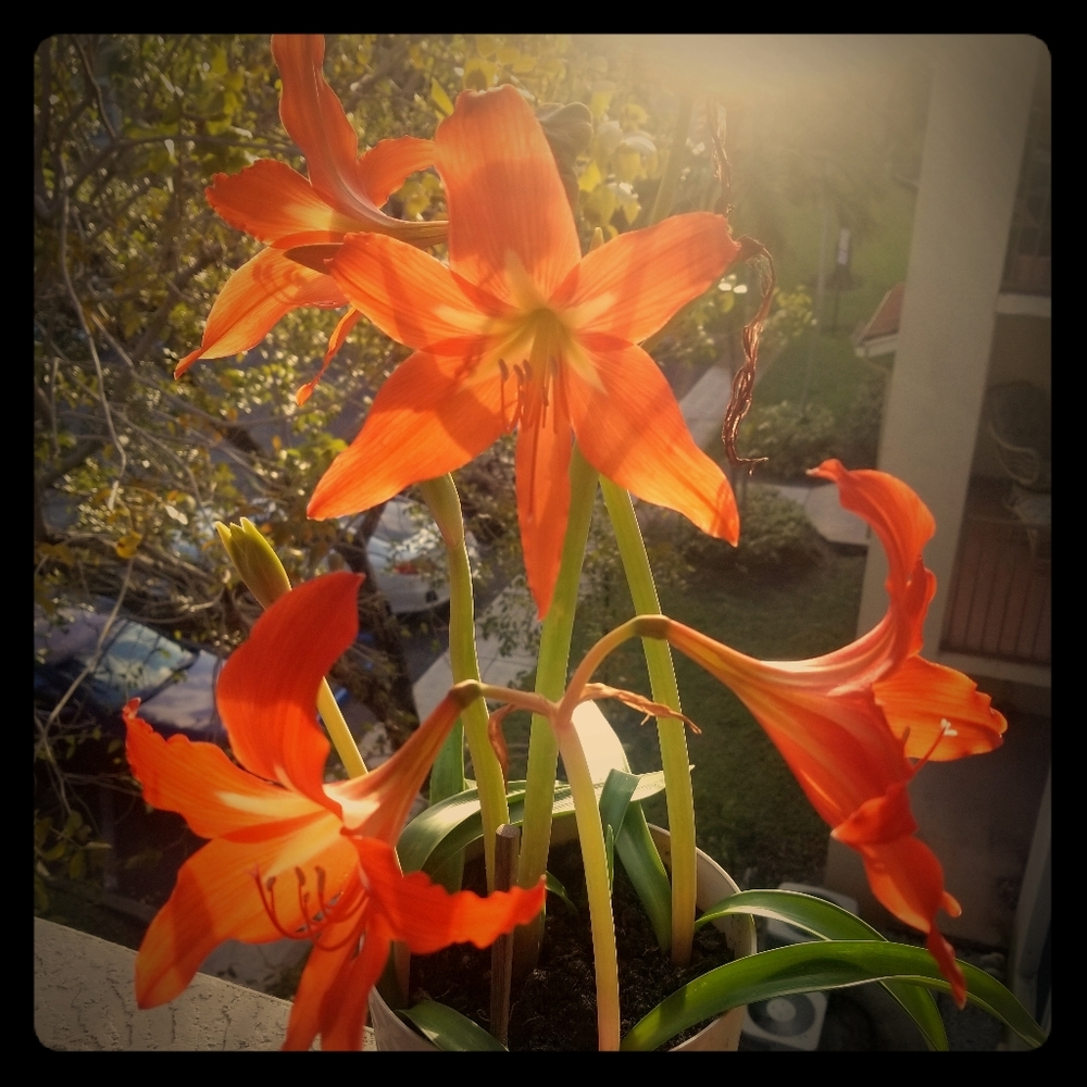 Meet your Posher, Julie